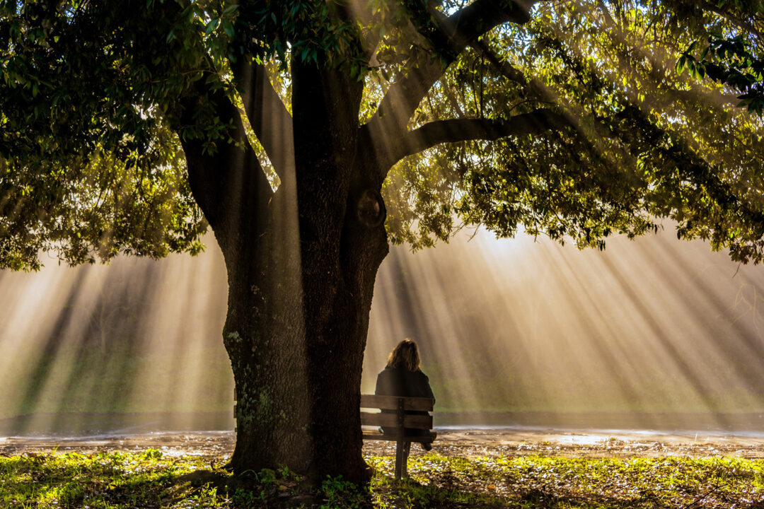 Qi Gong und Zazen – Stilletag